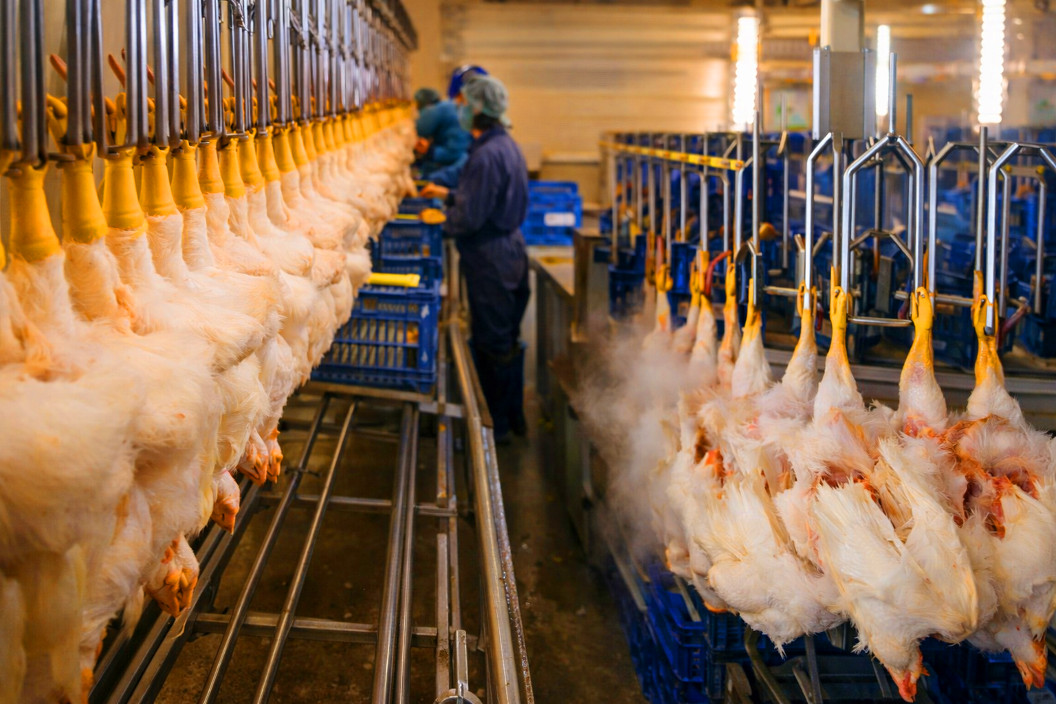 Poulet Entier Premium