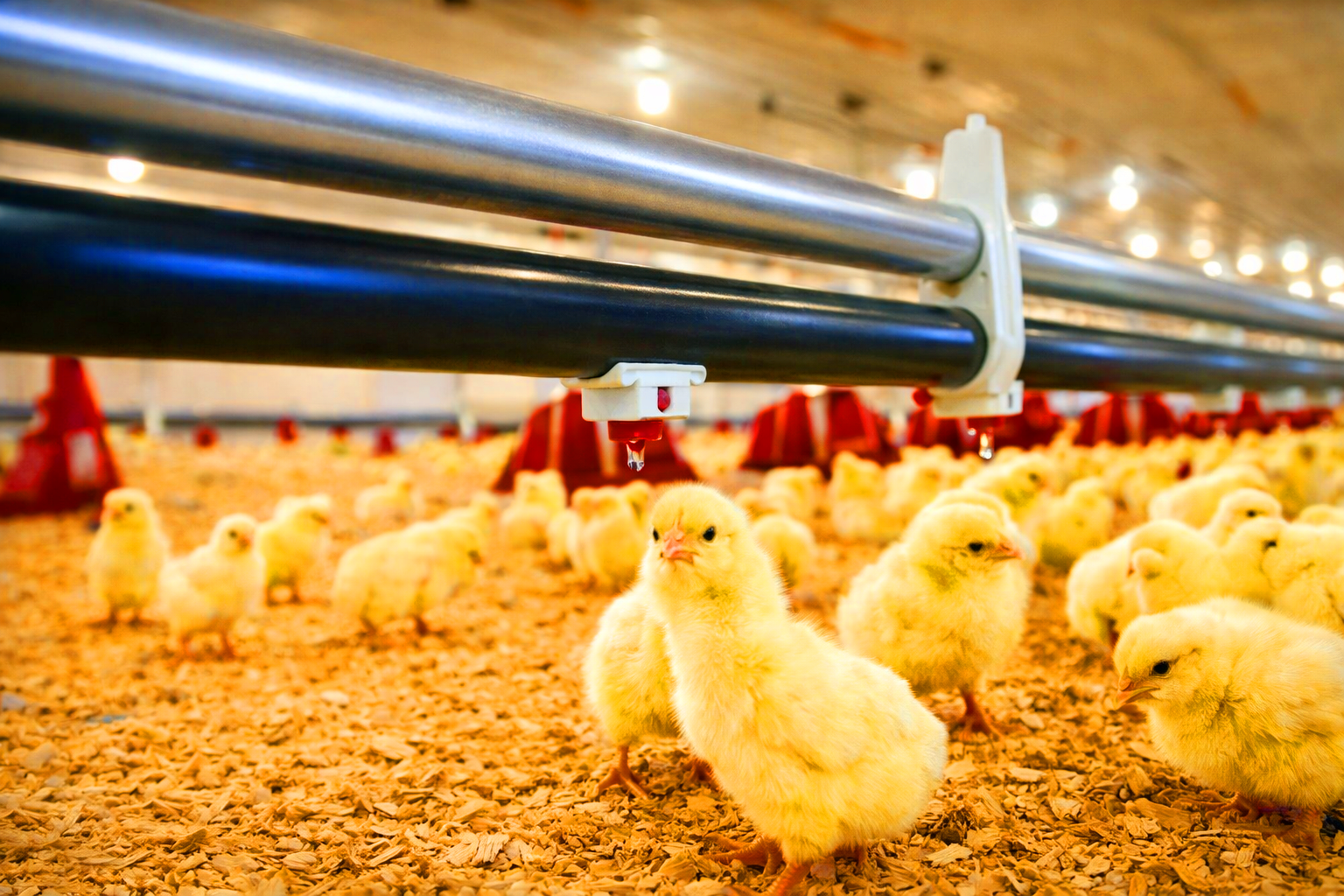 Élevage Poulet de Fatima